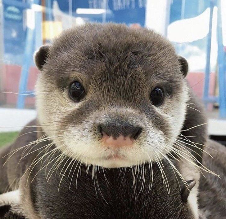 Lontra marinha